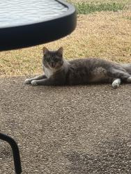 Lost Male Cat last seen Pilot gas station , Gordonsville, TN 38563
