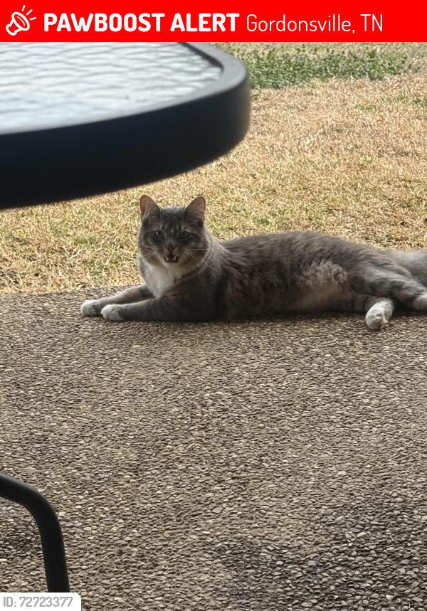 Lost Male Cat last seen Pilot gas station , Gordonsville, TN 38563