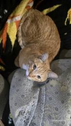 Lost Male Cat last seen Wellington/ Athalone, Edmonton, AB T5L 1Y6