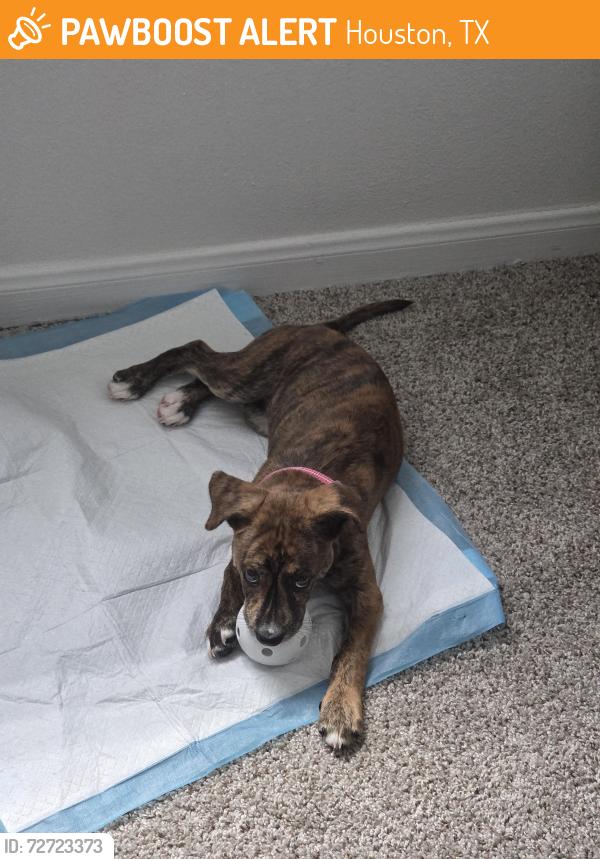 Found/Stray Female Dog last seen South Parkview dr, Houston, TX 77084