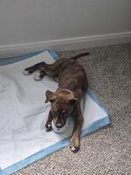 Found/Stray Female Dog last seen South Parkview dr, Houston, TX 77084