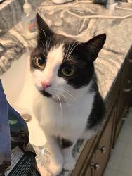 Lost Male Cat last seen Georgia Ave N and Florida Cir N, Minneapolis, MN 55445