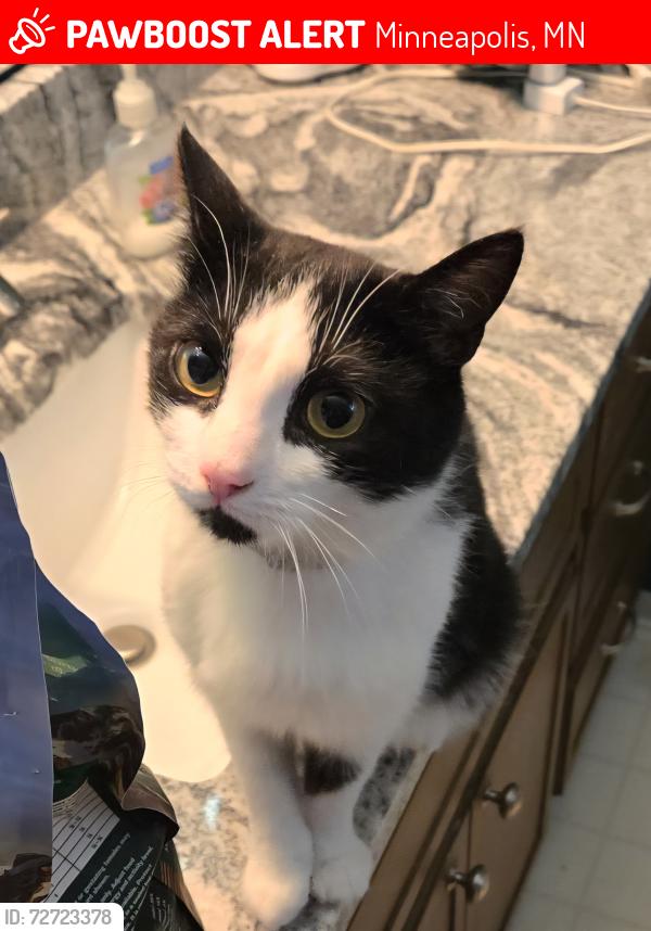 Lost Male Cat last seen Georgia Ave N and Florida Cir N, Minneapolis, MN 55445