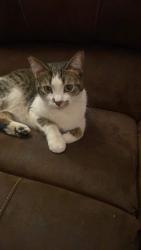 Lost Female Cat last seen Clark street in post edition and theres an alley kiddy corner from my house, Battle Creek, MI 49014