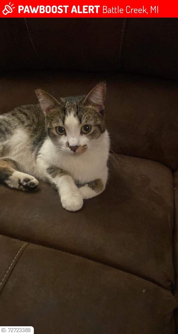 Lost Female Cat last seen Clark street in post edition and theres an alley kiddy corner from my house, Battle Creek, MI 49014
