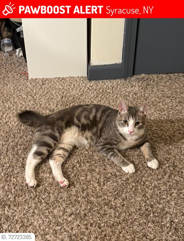 Lost Male Cat last seen Dr. Weeks elementary school, Syracuse, NY 13203