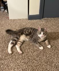 Lost Male Cat last seen Dr. Weeks elementary school, Syracuse, NY 13203