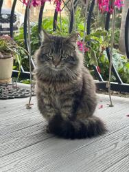 Lost Male Cat last seen Canyon hights Dr. Fremont, Ca., Fremont, CA 94536