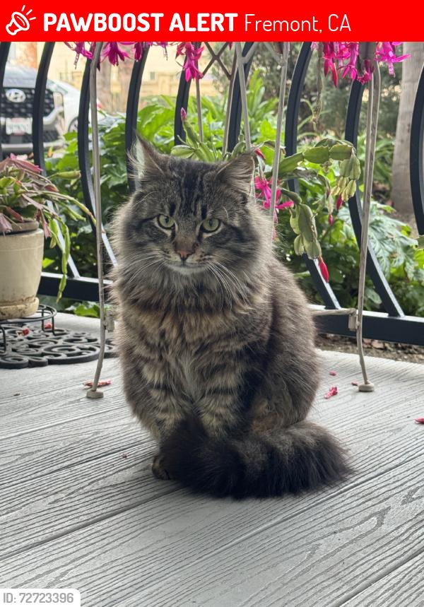 Lost Male Cat last seen Canyon hights Dr. Fremont, Ca., Fremont, CA 94536