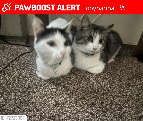 Lost Unknown Cat last seen J section pcp , Tobyhanna, PA 18466