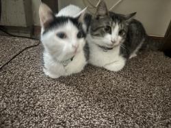 Lost Unknown Cat last seen J section pcp , Tobyhanna, PA 18466