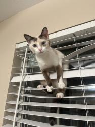 Lost Female Cat last seen Valley Ranch area: near Jasmine Ln & Gardenia St (off Ranchview Dr, near North Ranch Lake Park)., Irving, TX 75063