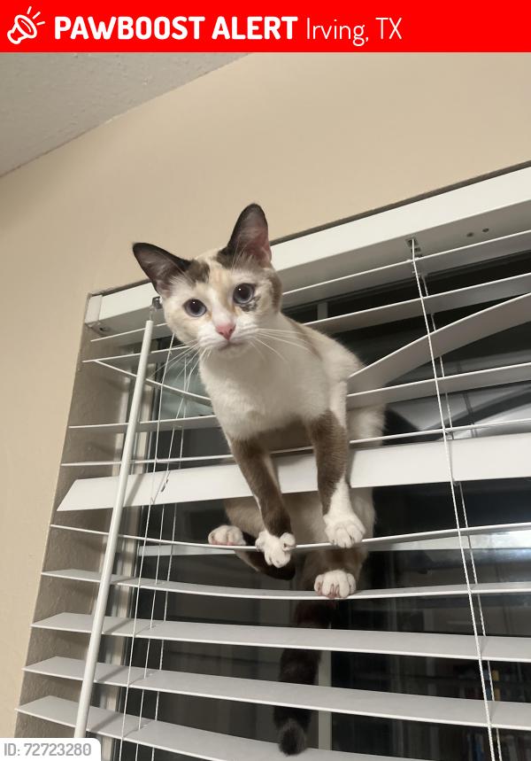 Lost Female Cat last seen Valley Ranch area: near Jasmine Ln & Gardenia St (off Ranchview Dr, near North Ranch Lake Park)., Irving, TX 75063