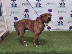 Shelter Stray Female Dog last seen , Orlando, FL 32839
