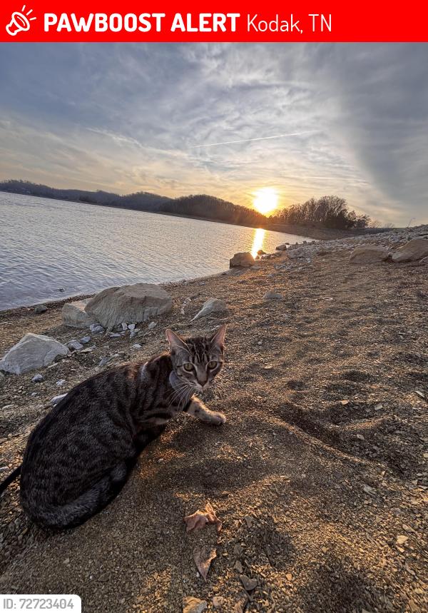 Lost Female Cat last seen palmer ct, Kodak, TN 37764