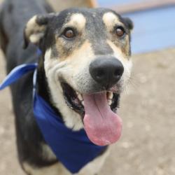 Shelter Stray Male Dog last seen RILLING RD, San Antonio, TX 78227