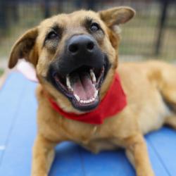 Shelter Stray Female Dog last seen SW 36TH ST, San Antonio, TX 78227