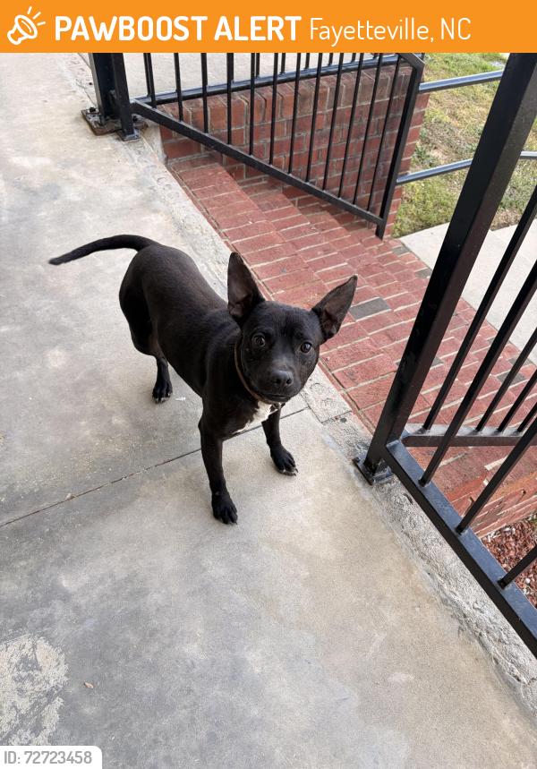 Found/Stray Male Dog last seen Cape fear river trail, Eastwood and Ramsey st, Fayetteville, NC 28301
