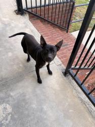 Found/Stray Male Dog last seen Cape fear river trail, Eastwood and Ramsey st, Fayetteville, NC 28301