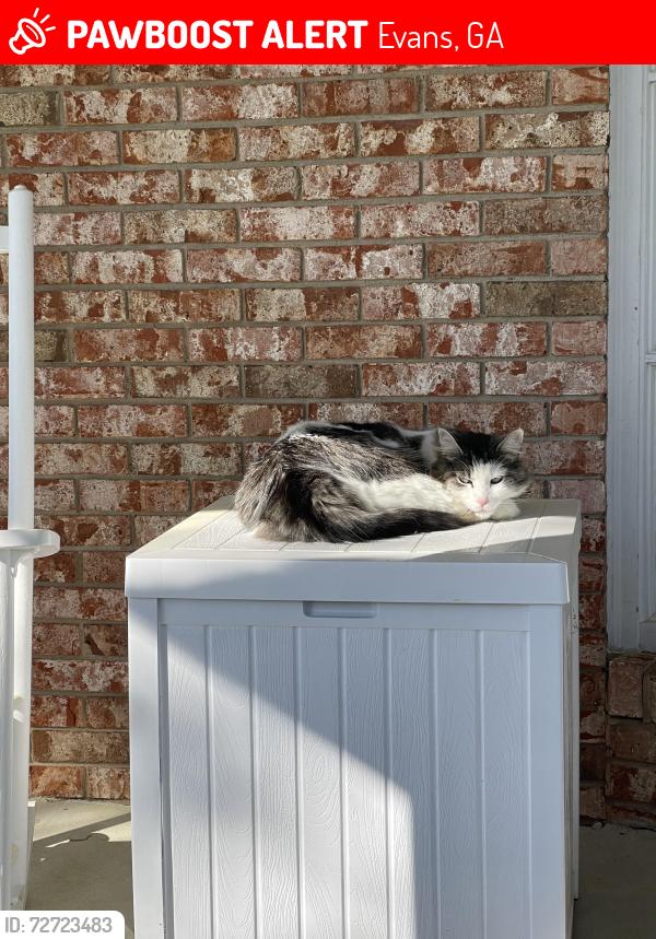 Lost Male Cat last seen Hardy McM and Halali Farm Rd, Evans, GA 30809
