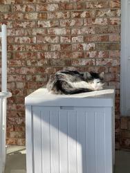 Lost Male Cat last seen Hardy McM and Halali Farm Rd, Evans, GA 30809