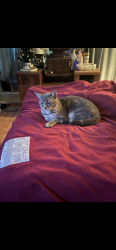 Lost Male Cat last seen Orleans dr. Hwy 621 Gonzales, Gonzales, LA 70737
