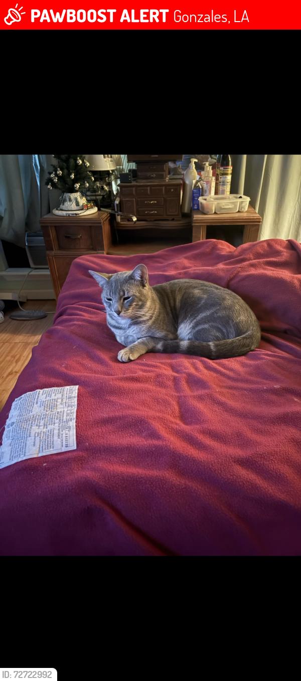 Lost Male Cat last seen Orleans dr. Hwy 621 Gonzales, Gonzales, LA 70737