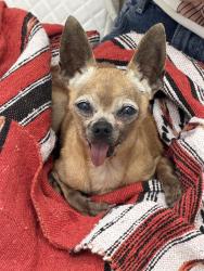 Found/Stray Male Dog last seen NW 41 street, Miami-Dade County, FL 33168