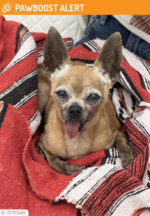 Found/Stray Male Dog last seen NW 41 street, Miami-Dade County, FL 33168