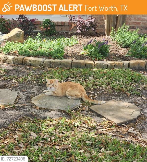 Found/Stray Unknown Cat last seen Wildflower Way  76123, Fort Worth, TX 76123