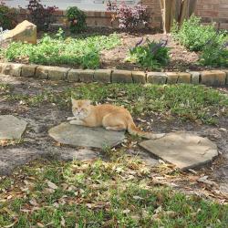 Found/Stray Unknown Cat last seen Wildflower Way  76123, Fort Worth, TX 76123