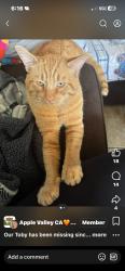 Lost Male Cat last seen kimichi road 92307, Apple Valley, CA 92307