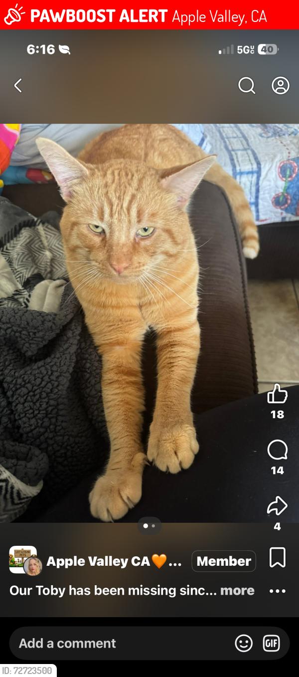Lost Male Cat last seen kimichi road 92307, Apple Valley, CA 92307
