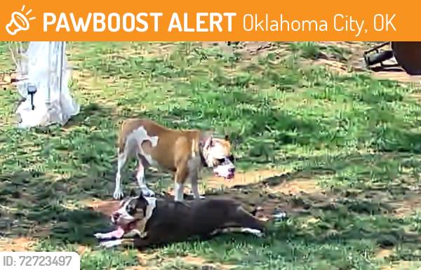 Found/Stray Female Dog last seen Berkeley @ Clermont, Oklahoma City, OK 73116