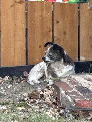 Found/Stray Unknown Dog last seen First st , San Marcos, TX 78666