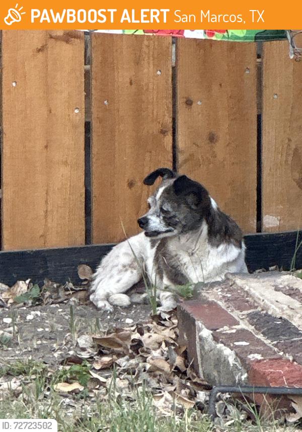 Found/Stray Unknown Dog last seen First st , San Marcos, TX 78666