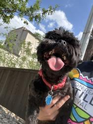 Found/Stray Male Dog last seen Everest avenue & terra alta, San Antonio, TX 78209
