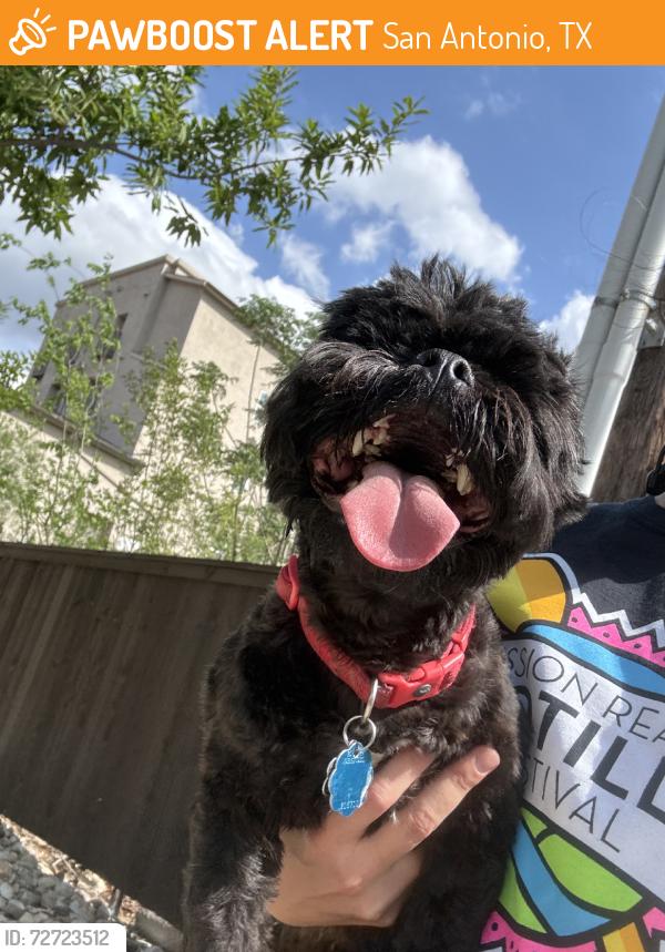 Found/Stray Male Dog last seen Everest avenue & terra alta, San Antonio, TX 78209