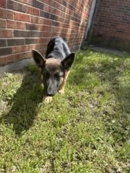 Shelter Stray Female Dog last seen , , TX, 355 Hillshire Dr, Haslet, TX 76052, USA