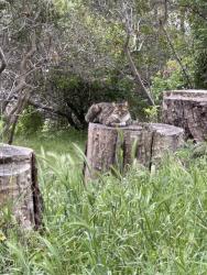 Found/Stray Unknown Cat last seen Hanging around tree stumps on Albany Hill, near trail sign, Albany, CA 94706