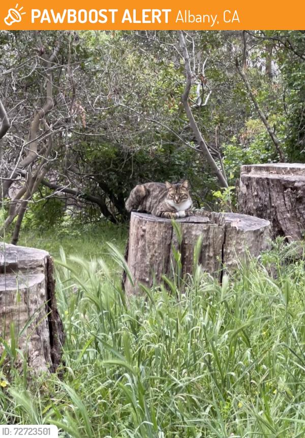 Found/Stray Unknown Cat last seen Hanging around tree stumps on Albany Hill, near trail sign, Albany, CA 94706
