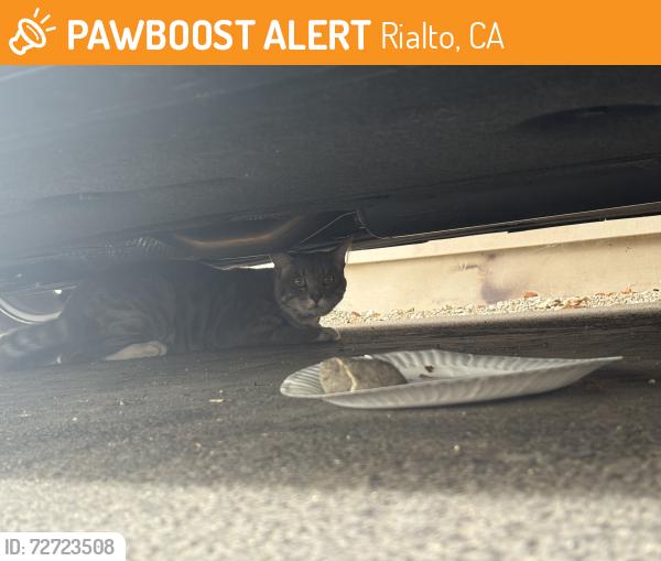 Found/Stray Male Cat last seen S willow ave , Rialto, CA 92376