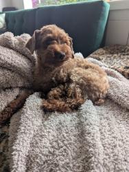 Found/Stray Unknown Dog last seen Taber and Notre Dame Way baby CC x, Corona, CA 92881