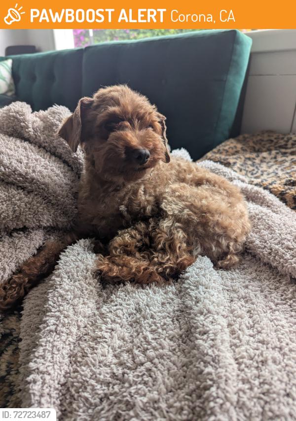 Found/Stray Unknown Dog last seen Taber and Notre Dame Way baby CC x, Corona, CA 92881