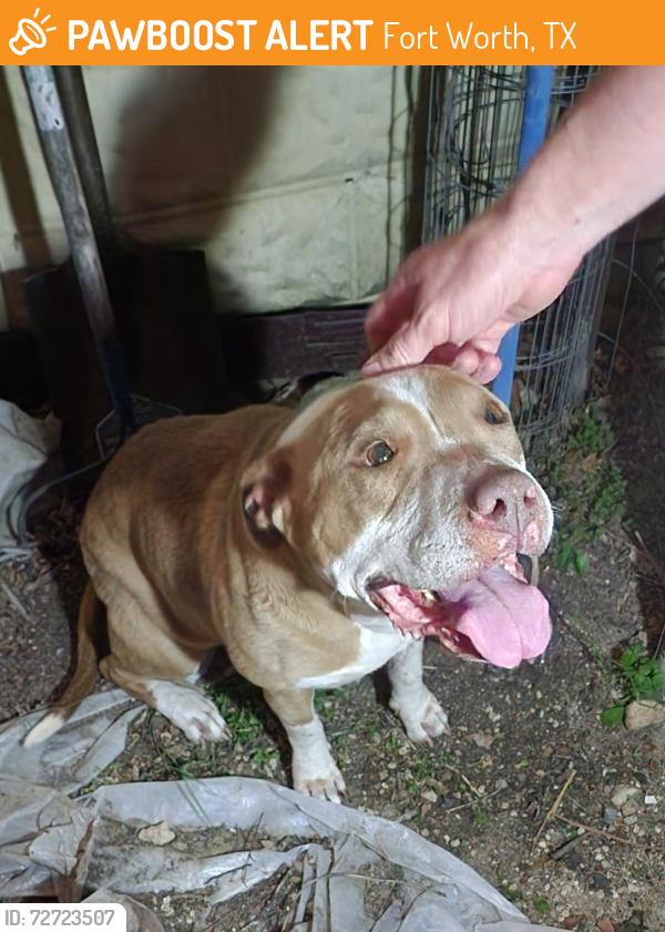 Found/Stray Female Dog last seen Alston Ave and Jessamine in Fairmount , Fort Worth, TX 76104