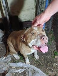 Found/Stray Female Dog last seen Alston Ave and Jessamine in Fairmount , Fort Worth, TX 76104