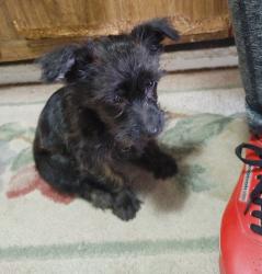 Found/Stray Unknown Dog last seen 18th St , Union Gap, WA 98903