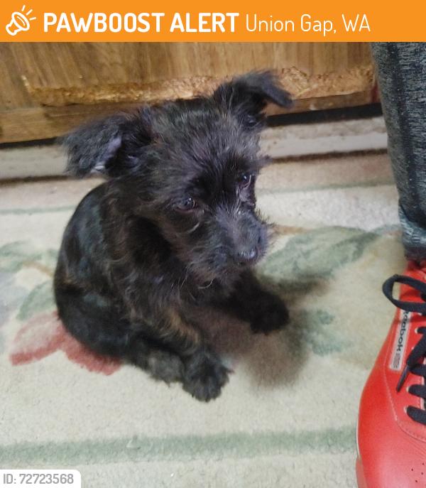 Found/Stray Unknown Dog last seen 18th St , Union Gap, WA 98903