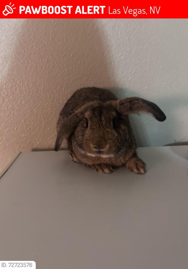 Lost Male Rabbit last seen Near W Sawyer Ave Las Vegas, NV 89108 United States, Las Vegas, NV 89108