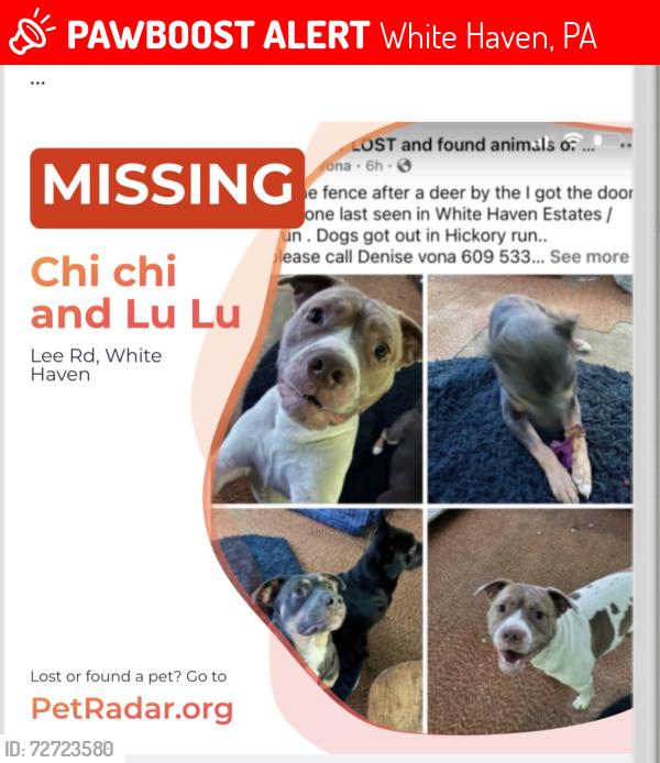 Lost Female Dog last seen White haven ests, White Haven, PA 18661